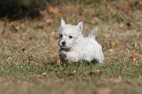 WESTIE 129
